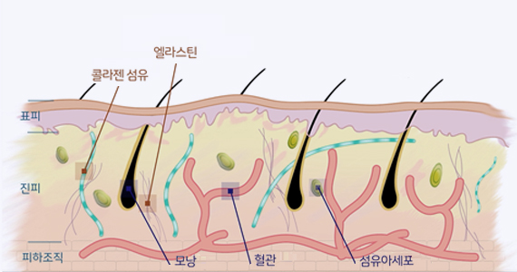 정상피부 구조